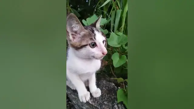 Video thumbnail for panic cat in jungle