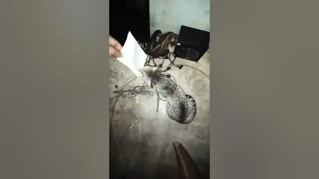 Video thumbnail for Cat Playing Jumping!