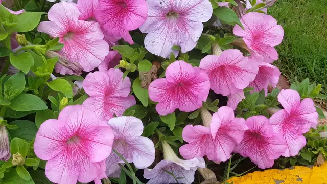 Video thumbnail for gardening (25)