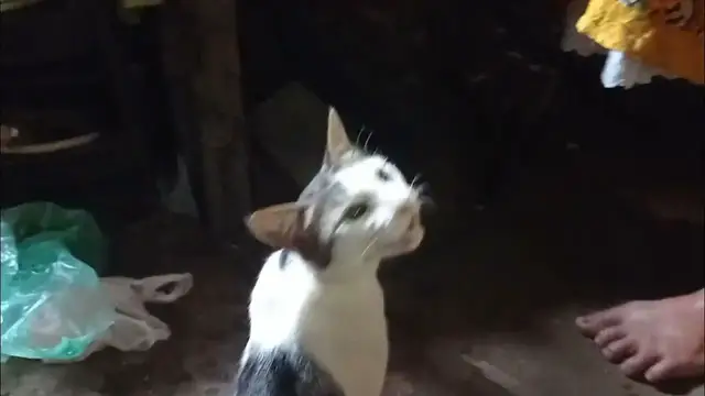 Video thumbnail for My cat hungry 🐱 She is hungry and asking for foods from my mother