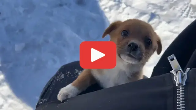 Video thumbnail for Left to Freeze at -10°C, This Puppy’s Story Will Break You