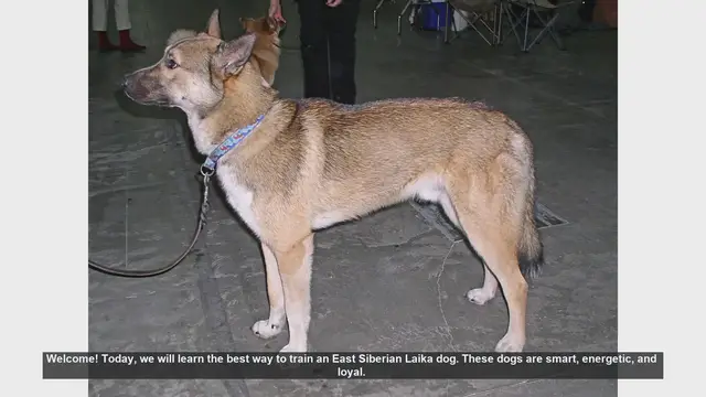 Video thumbnail for How to Train Your East Siberian Laika: Tips and Techniques