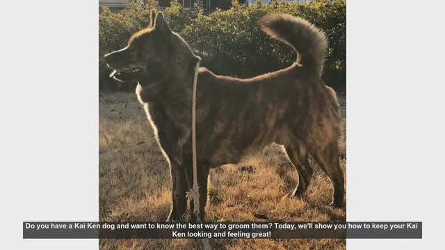 Video thumbnail for Ultimate Guide to Grooming Your Kai Ken Dog