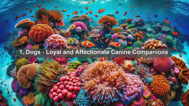 Video thumbnail for Meet the Beloved Companions: Top 10 Favorite Pets in Cocos Islands Revealed!