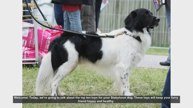 Video thumbnail for Top 10 Toys to Keep Your Stabyhoun Dog Happy and Healthy