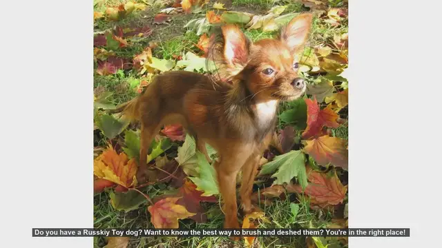 Video thumbnail for How to Brush and Deshed Your Russkiy Toy Dog: A Step-by-Step Guide