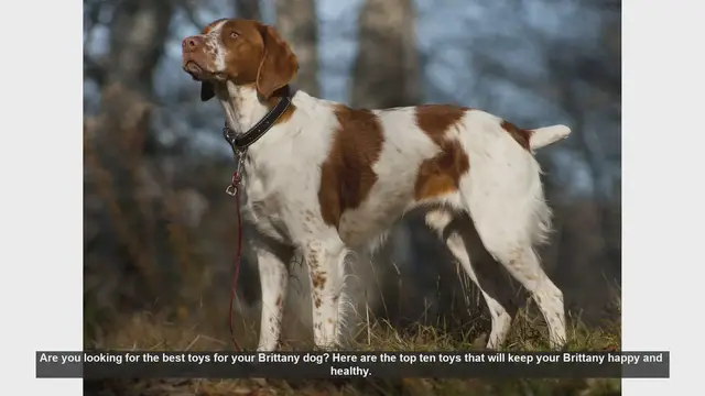 Video thumbnail for Top 10 Toys to Keep Your Brittany Dog Happy and Healthy