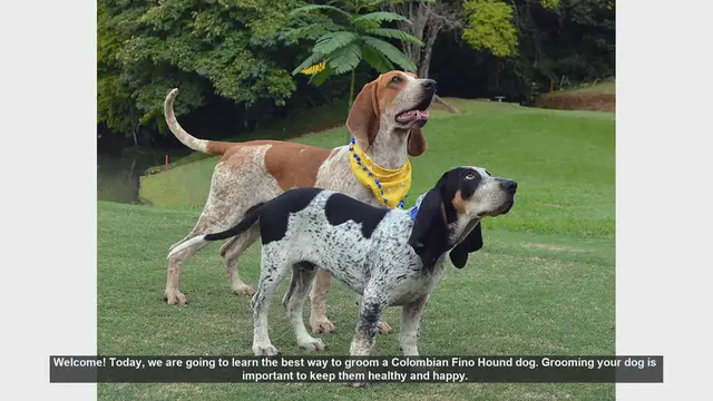 Video thumbnail for How to Groom Your Colombian Fino Hound: A Complete Guide