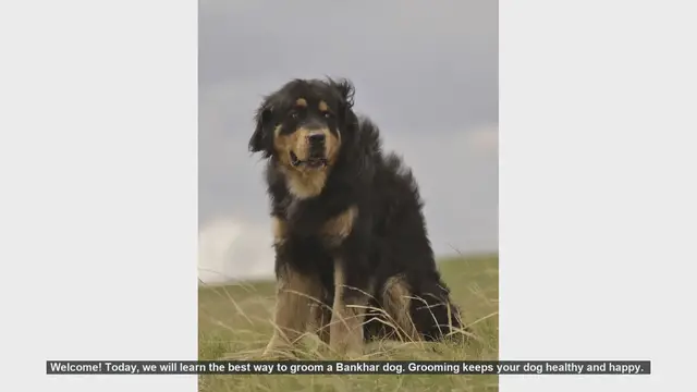 Video thumbnail for How to Groom Your Bankhar Dog: Step-by-Step Guide