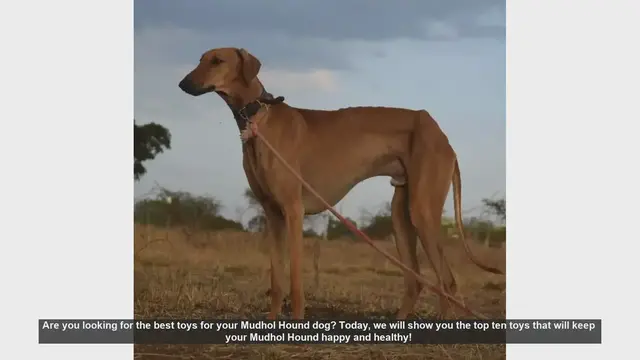 Video thumbnail for Top 10 Toys to Keep Your Mudhol Hound Happy and Healthy!