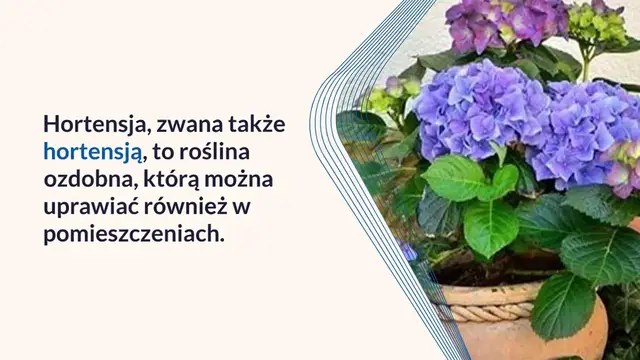 Video thumbnail for Oto, co się dzieje, gdy w Twoim domu rośnie hortensja