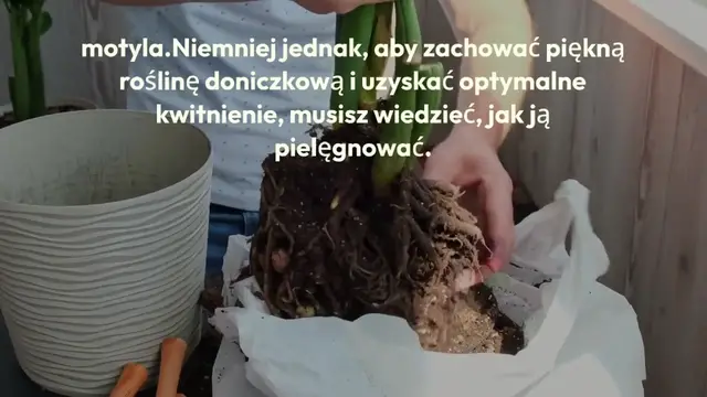 Video thumbnail for Orchidea: jak mieć piękne kwitnienie i zachować zdrową roślinę?