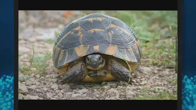 'Video thumbnail for Do Turtles Have Emotions? Unveiling Reptilian Sentiments'