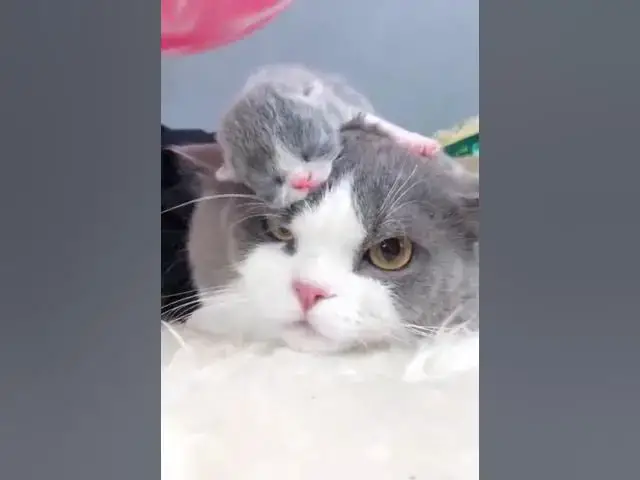 Video thumbnail for قطط مضحكة وجميلة شاهد القطط مقالب ضحك