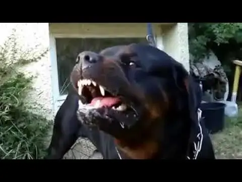 Video thumbnail for كلب شرس يلعب بالكورة صوت الكلب مفزع