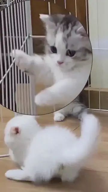 'Video thumbnail for Playing with cats is a blast'
