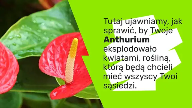 Video thumbnail for Anthurium, jak eksplozja kwiatów – sąsiedzi będą chcieli poznać sekret