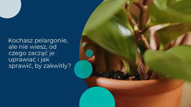 Video thumbnail for Jak uprawiać pelargonie: pielęgnacja i wskazówki, aby były bujne i piękne