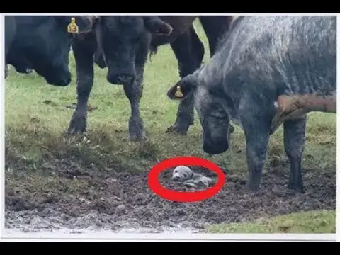 Video thumbnail for What These Cows Found Buried In Mud Is Unbelievable  I Still Can’t Believe it