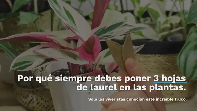 Video thumbnail for Pon 3 hojas de laurel en las plantas que tienes en tu jardín: el motivo revelado