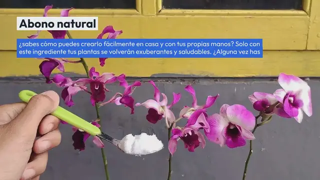 Video thumbnail for Fertilizante natural para plantas: con esto se volverán sanas y frondosas