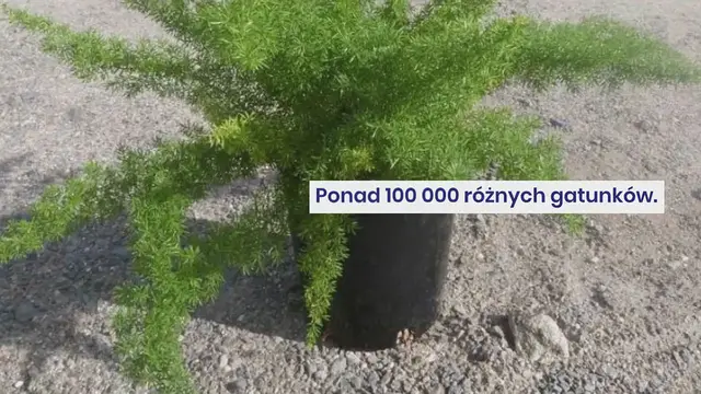 Video thumbnail for Umieść te rośliny w całym domu, aby zwalczyć pleśń i wilgoć