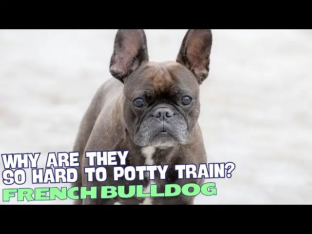 Video thumbnail for Why Are French Bulldogs So Hard to Potty Train? 🐶🚽