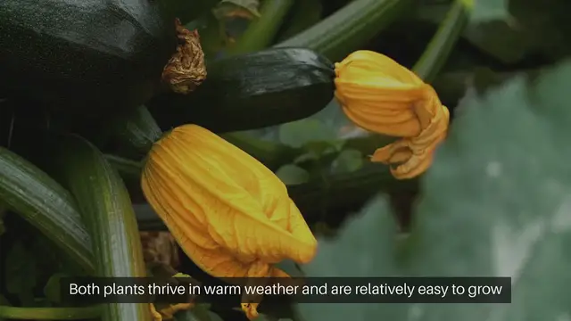 Video thumbnail for How to Grow Outdoor Cucumbers and Zucchini