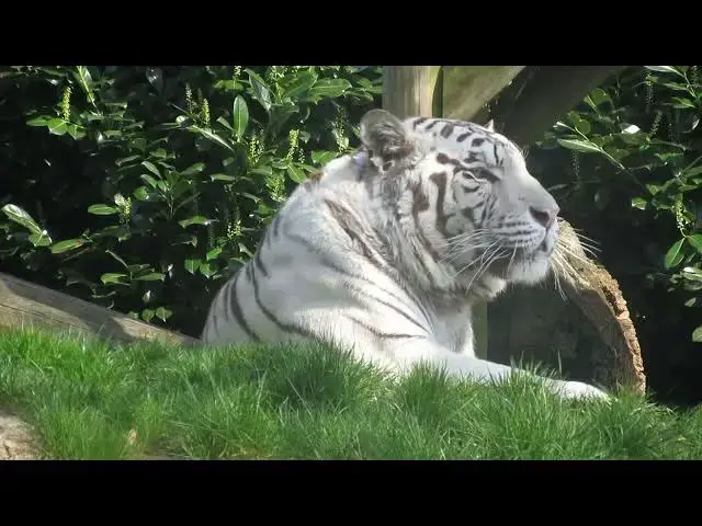 Video thumbnail for How Do Tigers React to the Smell of Other Big Cats?