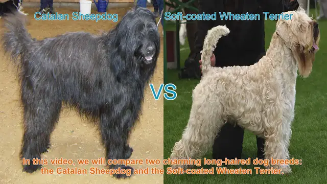 Video thumbnail for Comparing Catalan Sheepdog and Soft-coated Wheaten Terrier: A Guide to Choosing the Perfect Long-Haired Breed