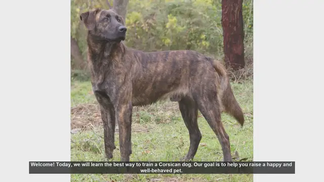 Video thumbnail for How to Train Your Corsican Dog: Tips for a Happy and Well-Behaved Pet