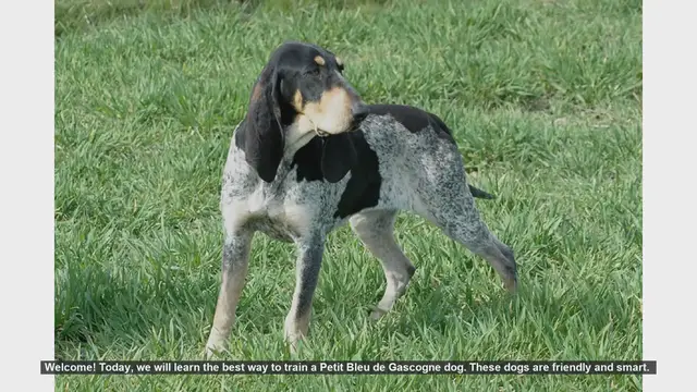 Video thumbnail for How to Train Your Petit Bleu de Gascogne: Tips and Techniques