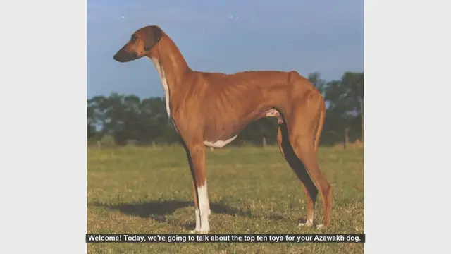 Video thumbnail for Top 10 Toys for Your Azawakh Dog