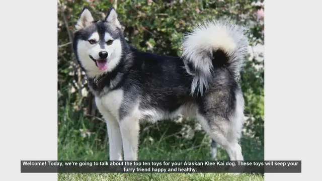 Video thumbnail for Top 10 Toys for Your Alaskan Klee Kai Dog