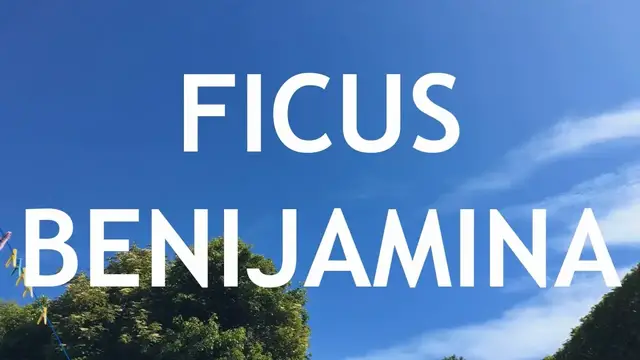 Video thumbnail for Fusion Ficus Benjamina Bonsai, 1