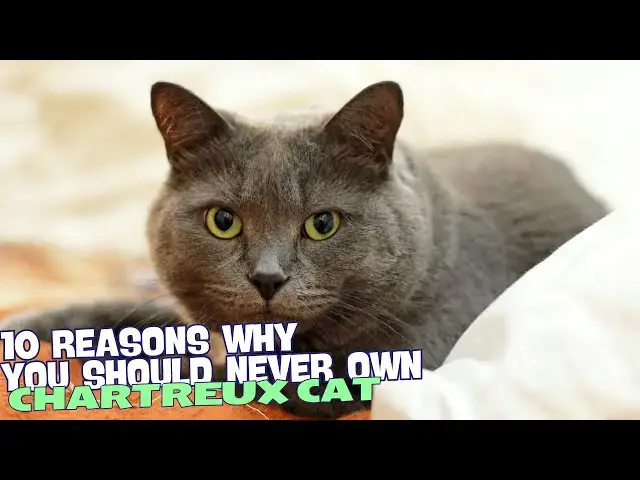 Video thumbnail for 10 Reasons Why You Should Never Own a Chartreux Cat! ??