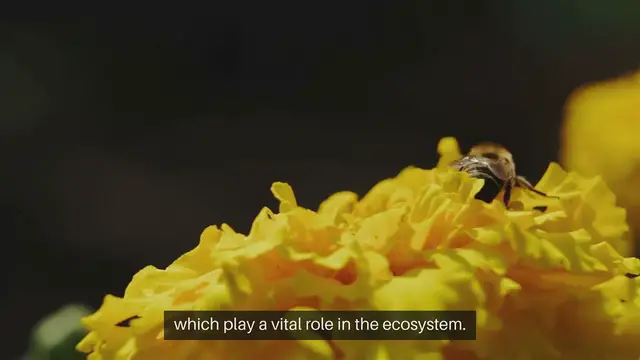 Video thumbnail for Best Outdoor Plants for Pollinator Habitats