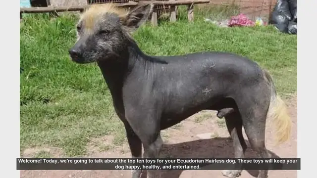 Video thumbnail for Top 10 Toys for Your Ecuadorian Hairless Dog