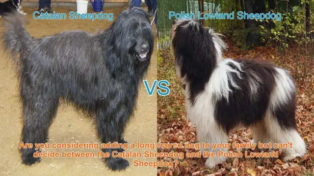 Video thumbnail for Catalan Sheepdog vs. Polish Lowland Sheepdog: A Comprehensive Comparison