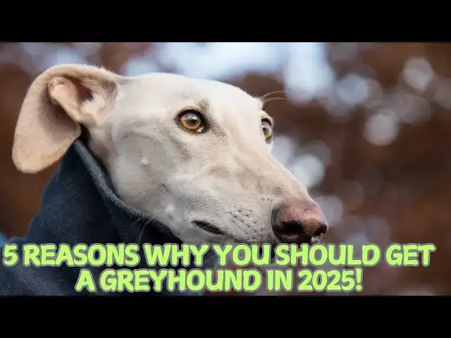 Video thumbnail for 5 Reasons Why You Should Get a Greyhound in 2025! 🐕