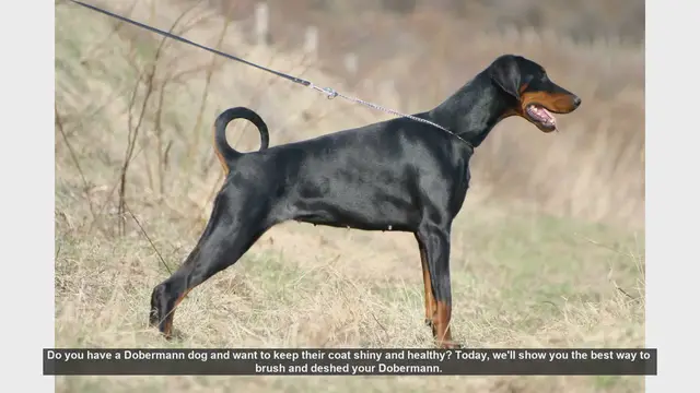 Video thumbnail for How to Keep Your Dobermann's Coat Shiny and Healthy: Brushing & Deshedding Tips