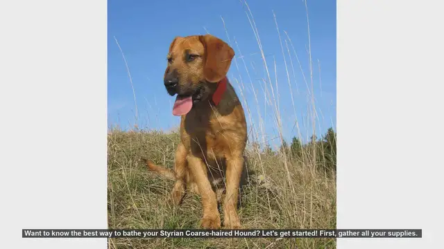 Video thumbnail for How to Bathe Your Styrian Coarse-haired Hound: Step-by-Step Guide