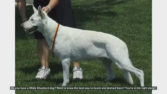 Video thumbnail for How to Brush and Deshed Your White Shepherd Dog