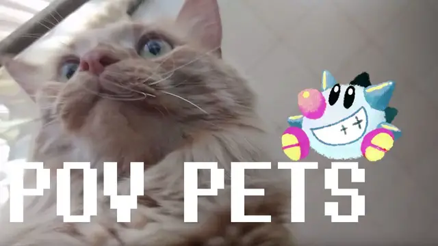 Video thumbnail for Parker Ownership Simulator 2016: POV Petting | Parker The Cat