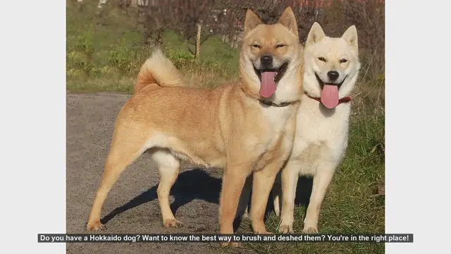 Video thumbnail for How to Brush and Deshed Your Hokkaido Dog: A Step-by-Step Guide