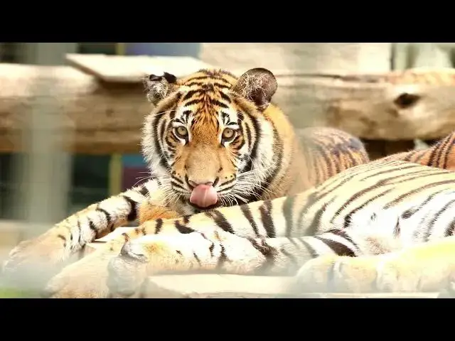 Video thumbnail for How Are Tiger Tails Essential for Their Balance and Agility?