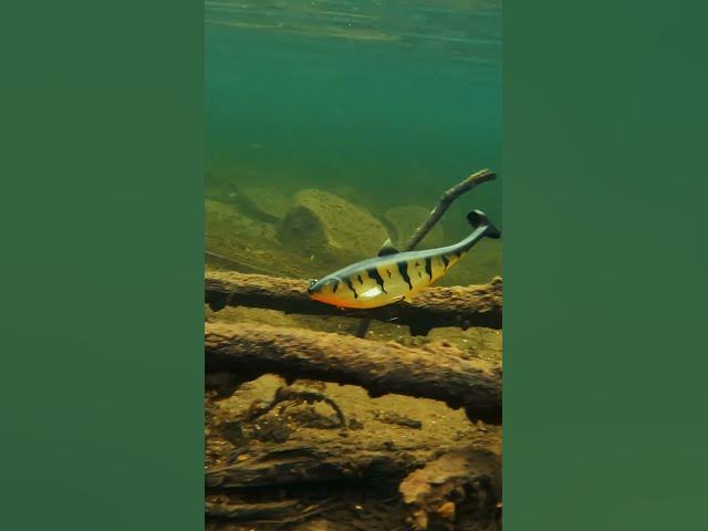 Video thumbnail for Sloooow rollin' swimbaits are hard to beat! 🔥 Featured: @SPROUSAOfficial Megalojohn