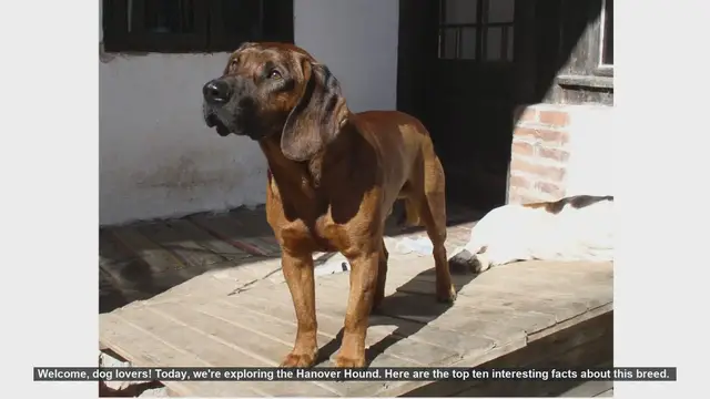 Video thumbnail for Top 10 Fascinating Facts About the Hanover Hound