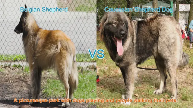 Video thumbnail for Belgian Shepherd vs. Caucasian Shepherd Dog: A Comparative Guide