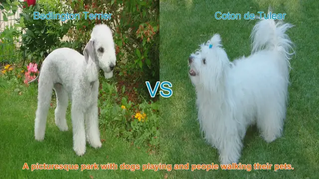Video thumbnail for Meet the Bedlington Terrier and Coton de Tulear: A Comparison